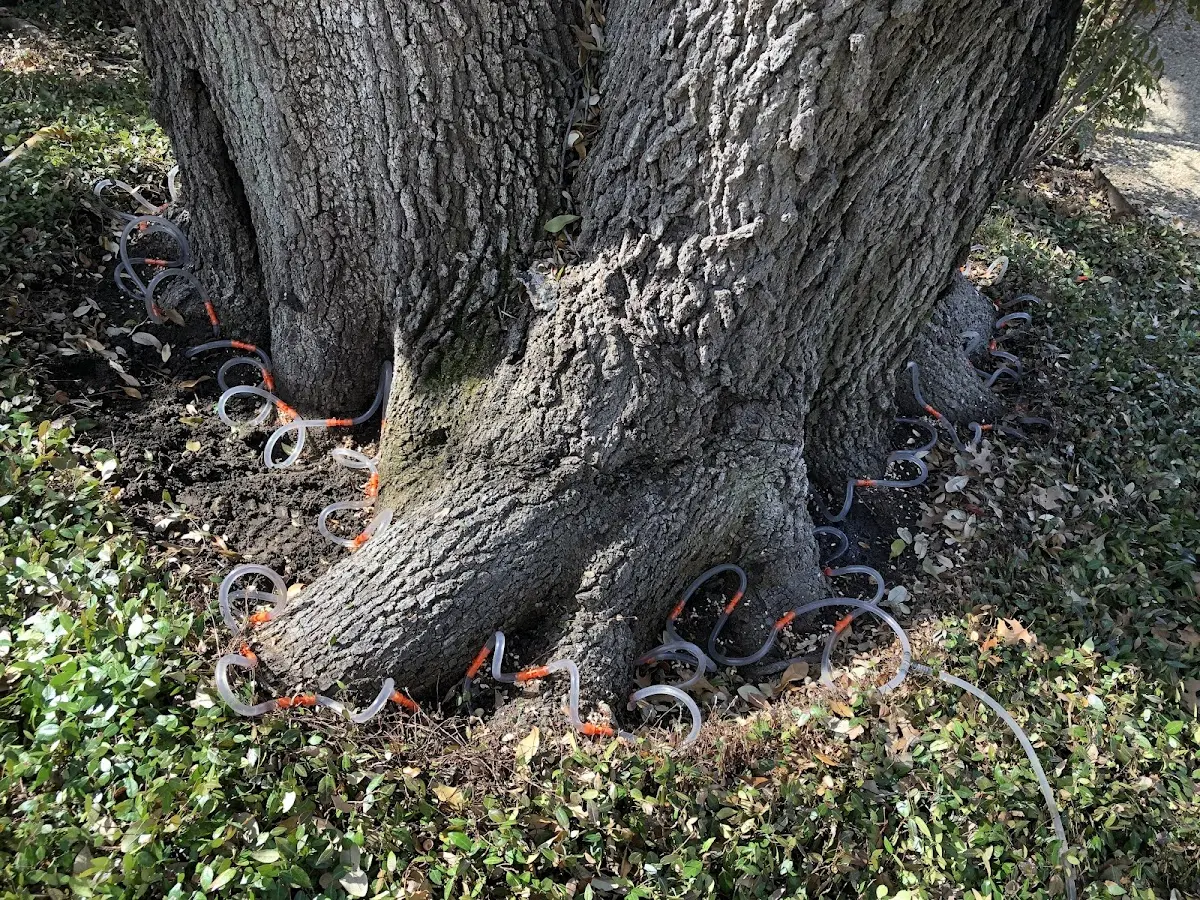 Detailed Tree Cabling and Bracing job site in Pleasant Mills