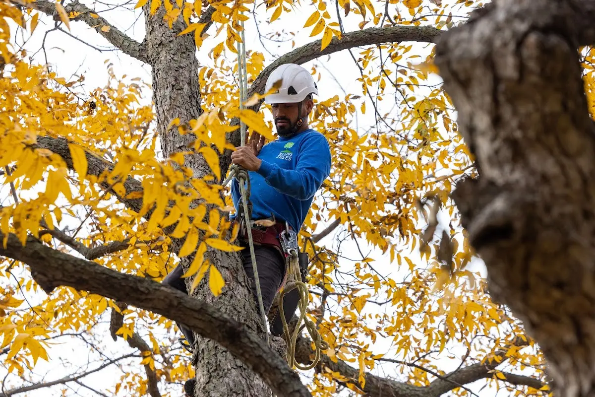 Skilled Tree Planing crew working in Pleasant Mills