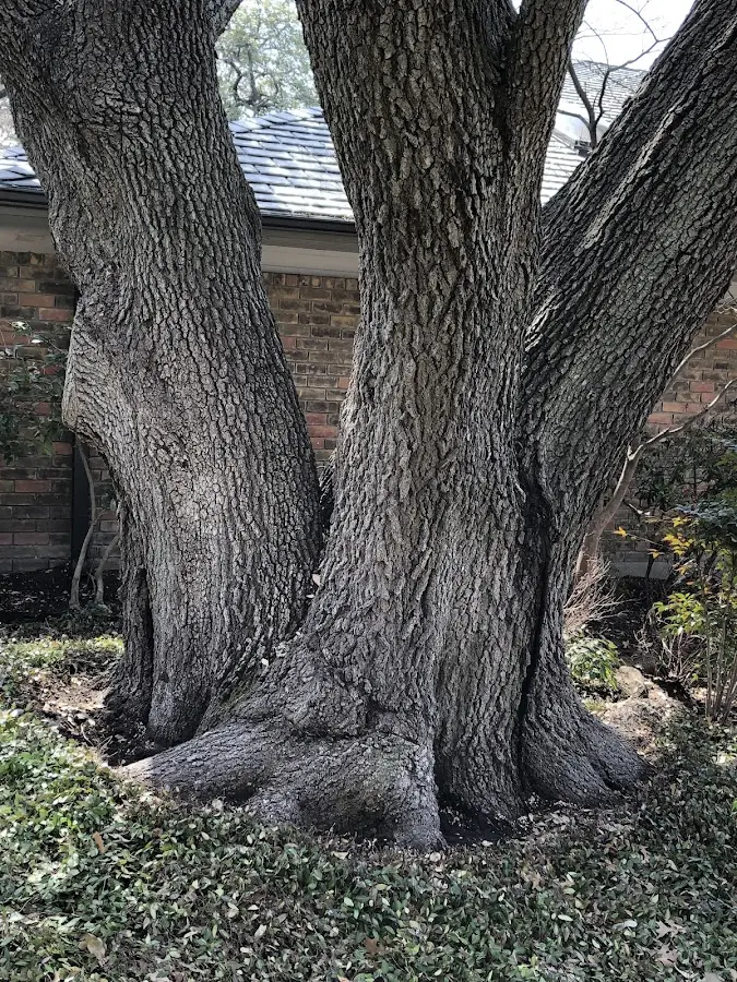 Mature heritage tree close to a Pleasant Mills property cared for by certified arborists